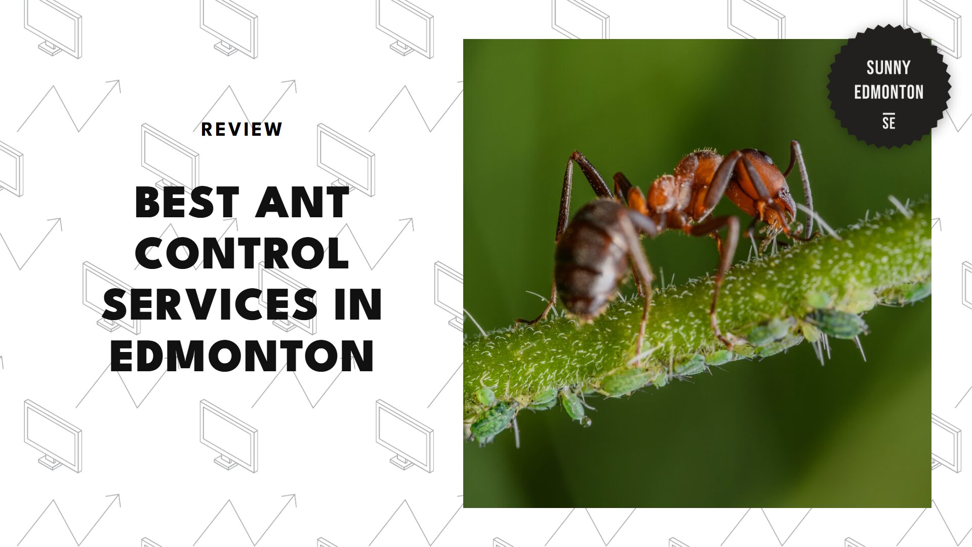 best-ant-control-edmonton-banner